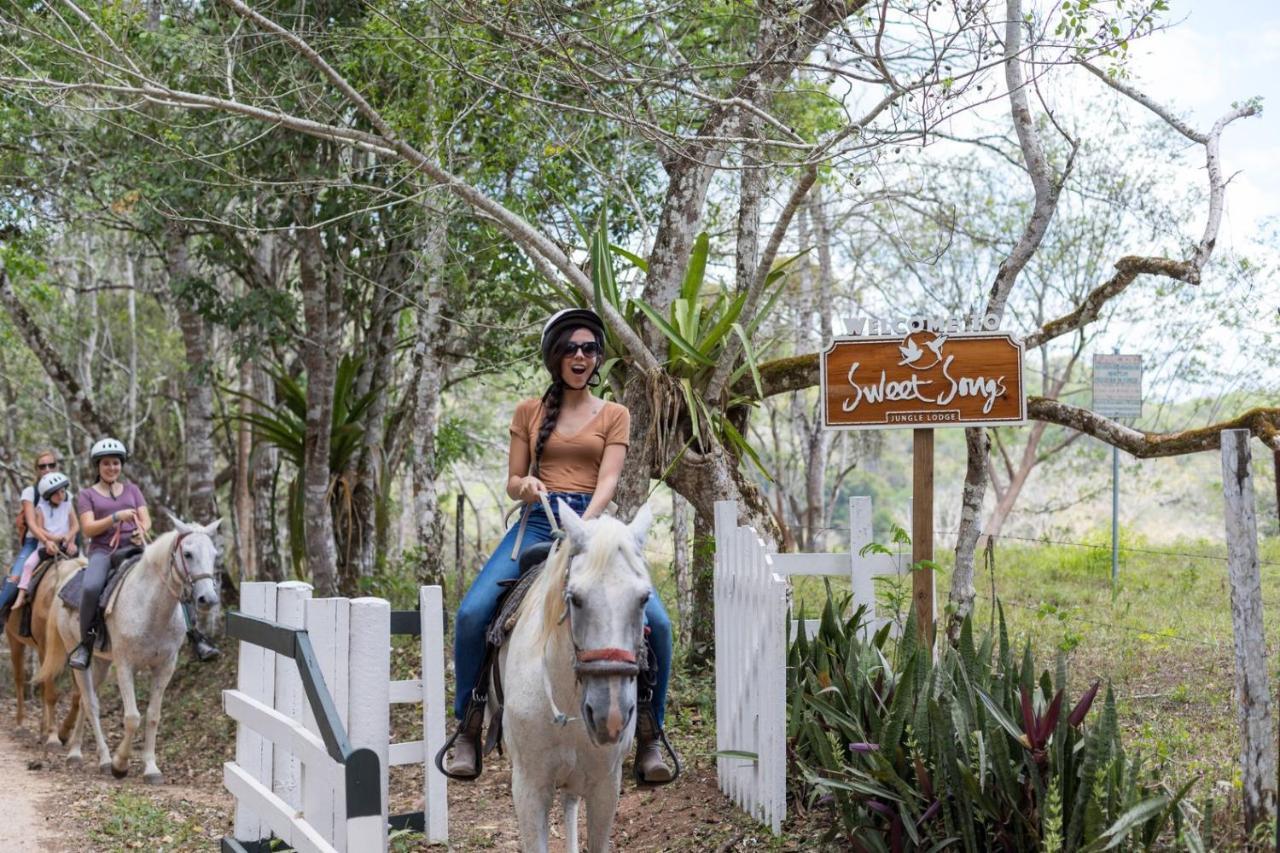 Sweet Songs Jungle Lodge サン・イグナシオ エクステリア 写真
